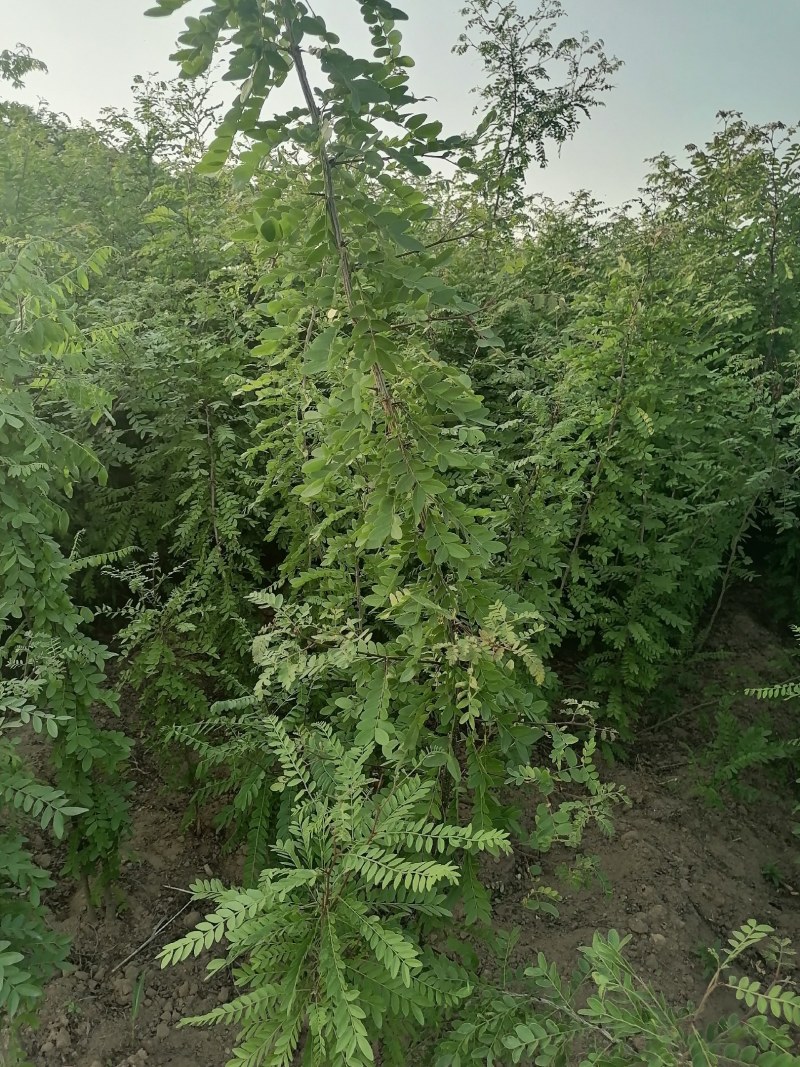 皂角，皂角苗，大刺皂角树苗，农户直销皂角苗