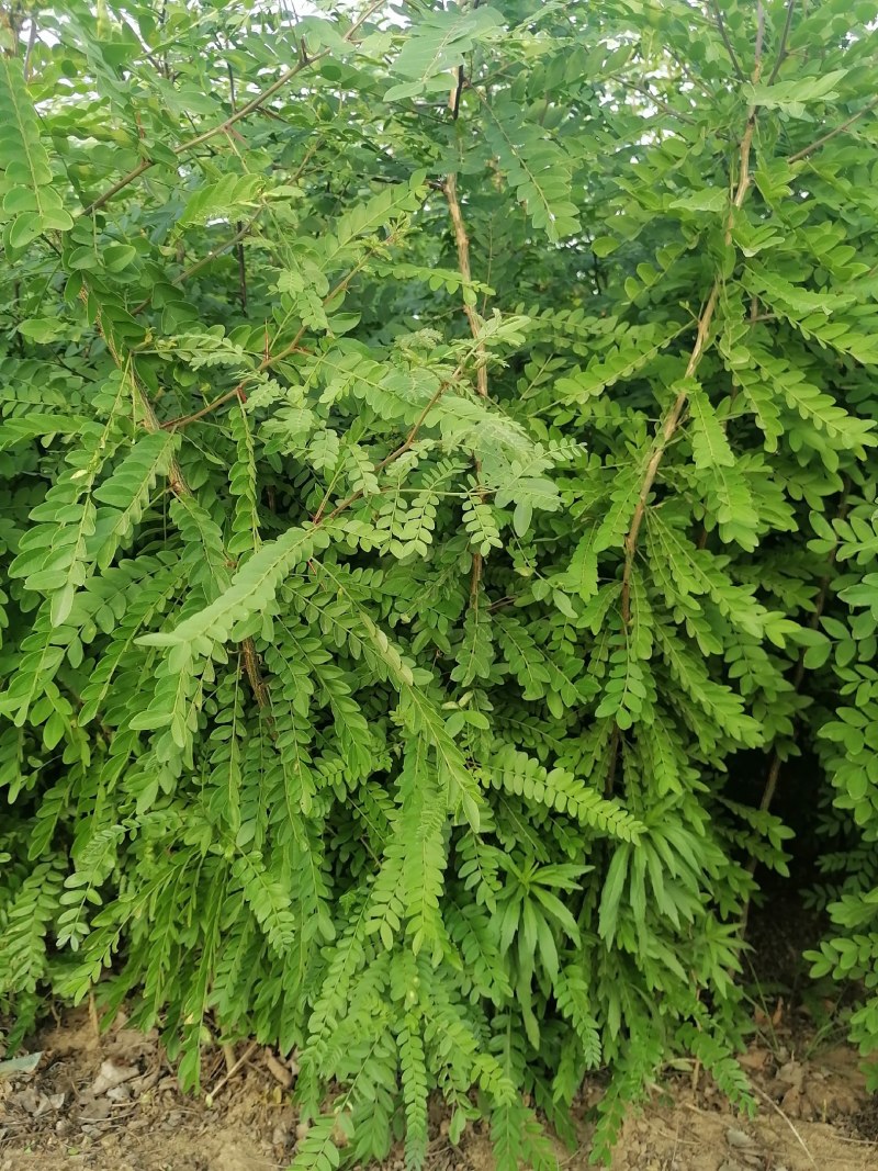 皂角，皂角苗，大刺皂角树苗，农户直销皂角苗
