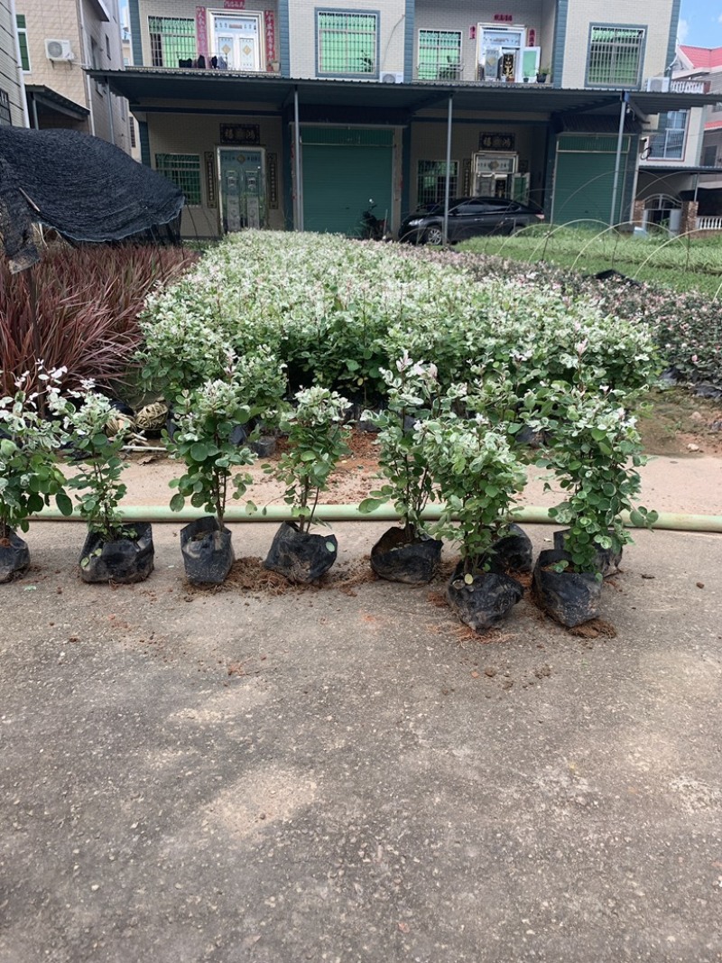雪花木，精品雪花木漳州市汇景轩园林大量供应大小杯齐全