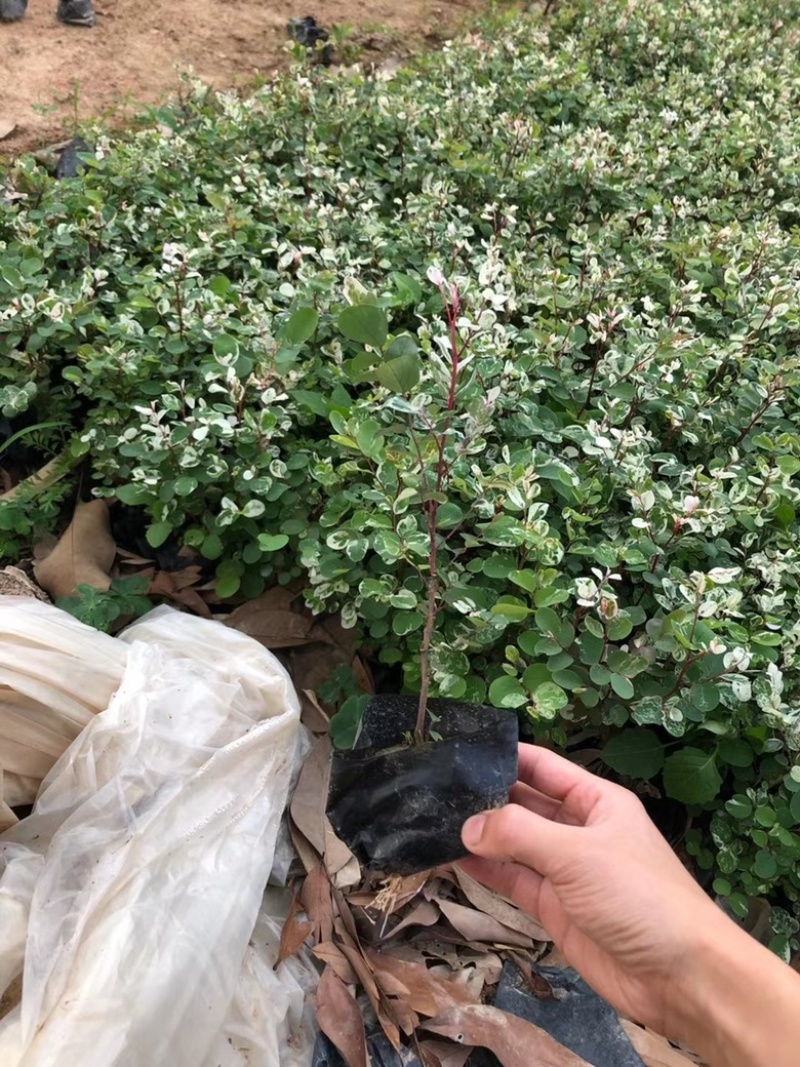 雪花木，精品雪花木漳州市汇景轩园林大量供应大小杯齐全
