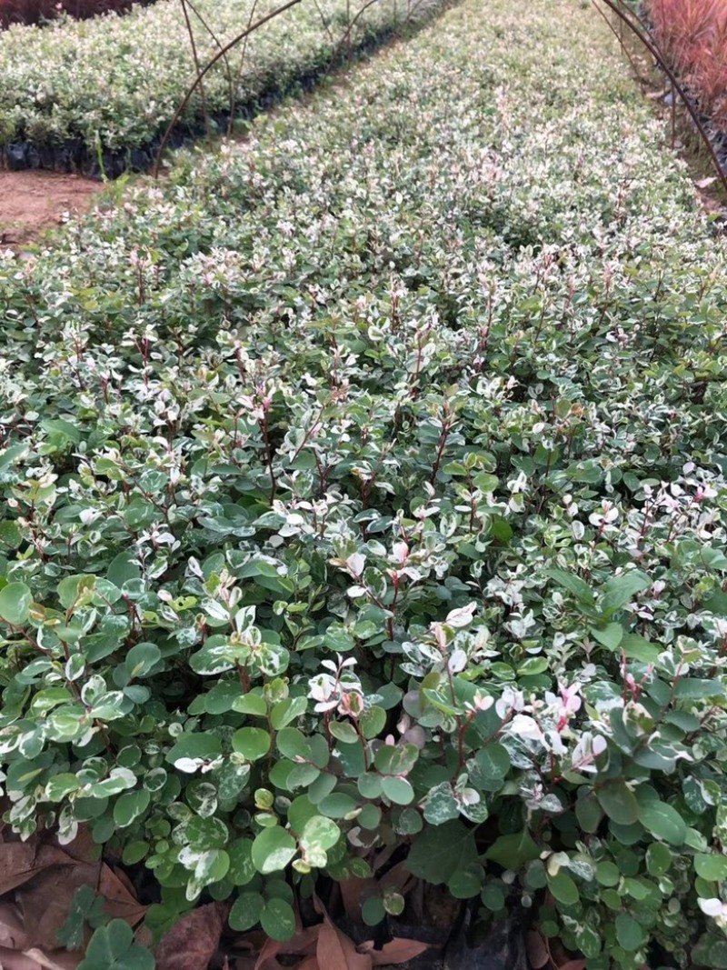 雪花木，精品雪花木漳州市汇景轩园林大量供应大小杯齐全