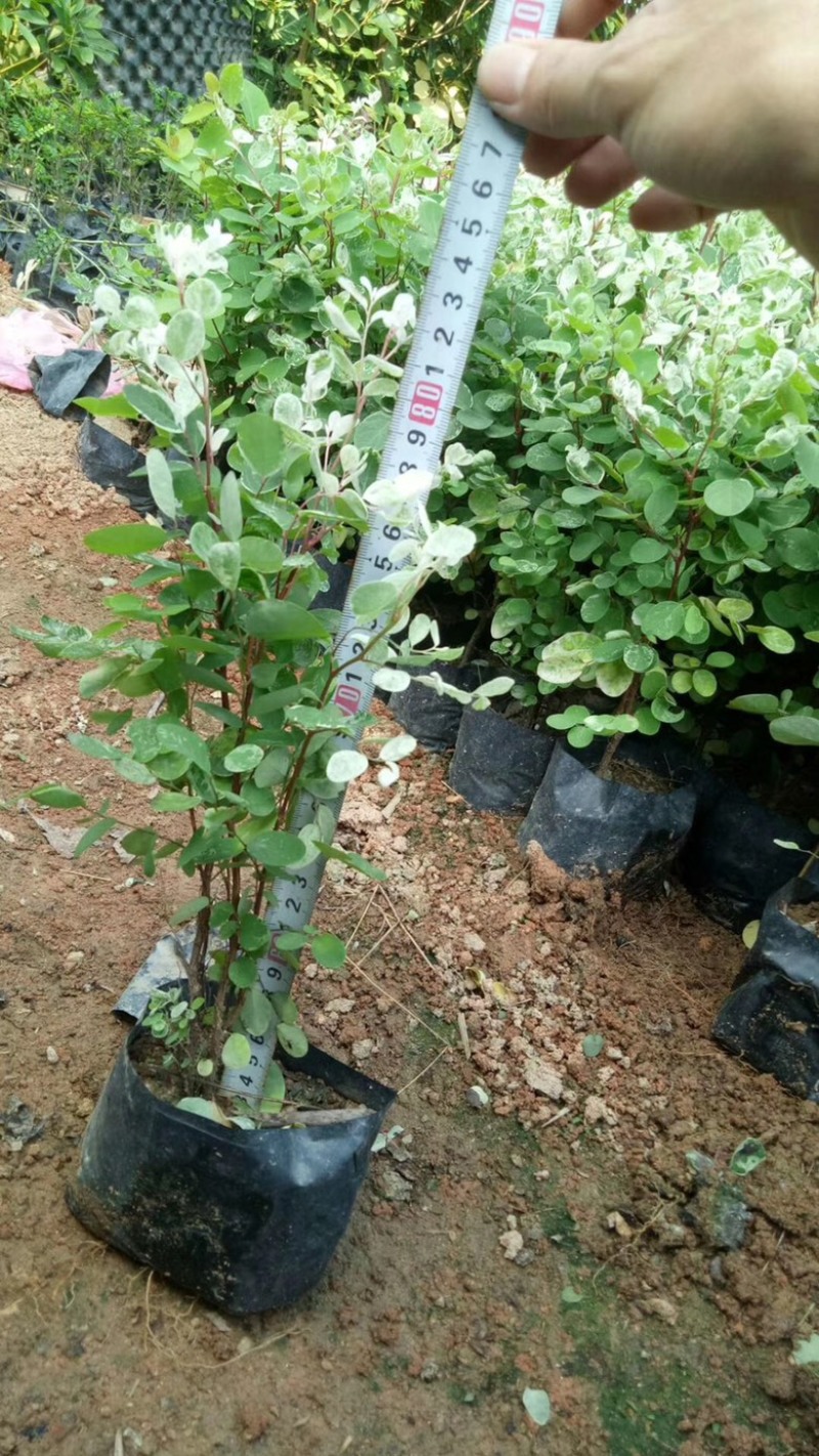 雪花木，精品雪花木漳州市汇景轩园林大量供应大小杯齐全