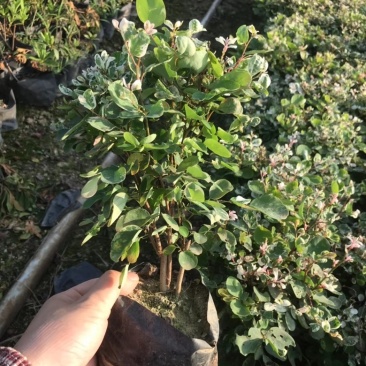 雪花木，精品雪花木漳州市汇景轩园林大量供应大小杯齐全