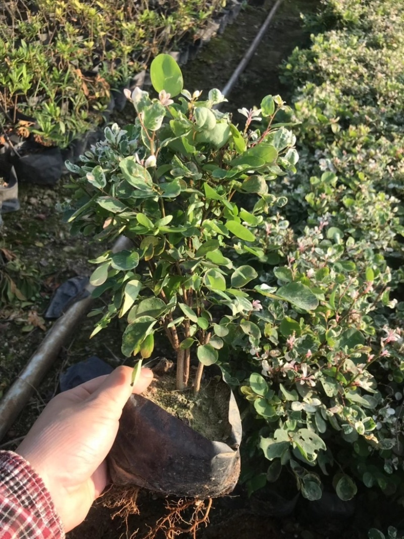 雪花木，精品雪花木漳州市汇景轩园林大量供应大小杯齐全