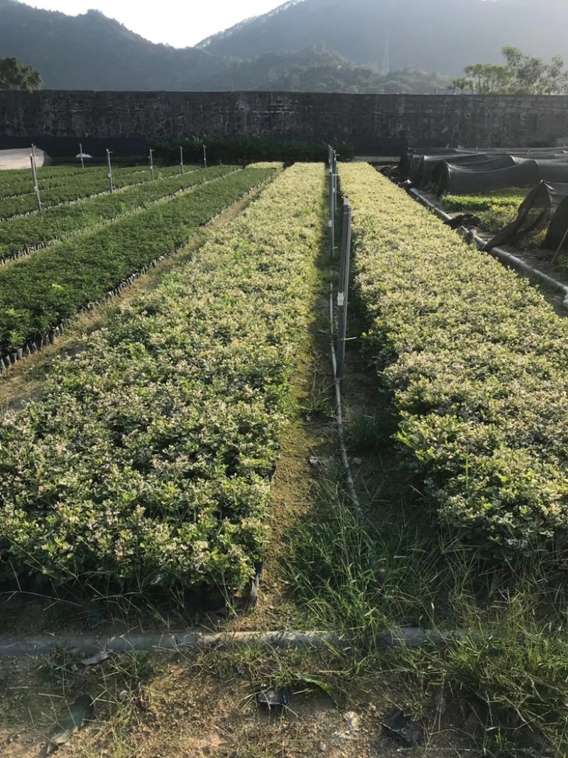 雪花木，精品雪花木漳州市汇景轩园林大量供应大小杯齐全
