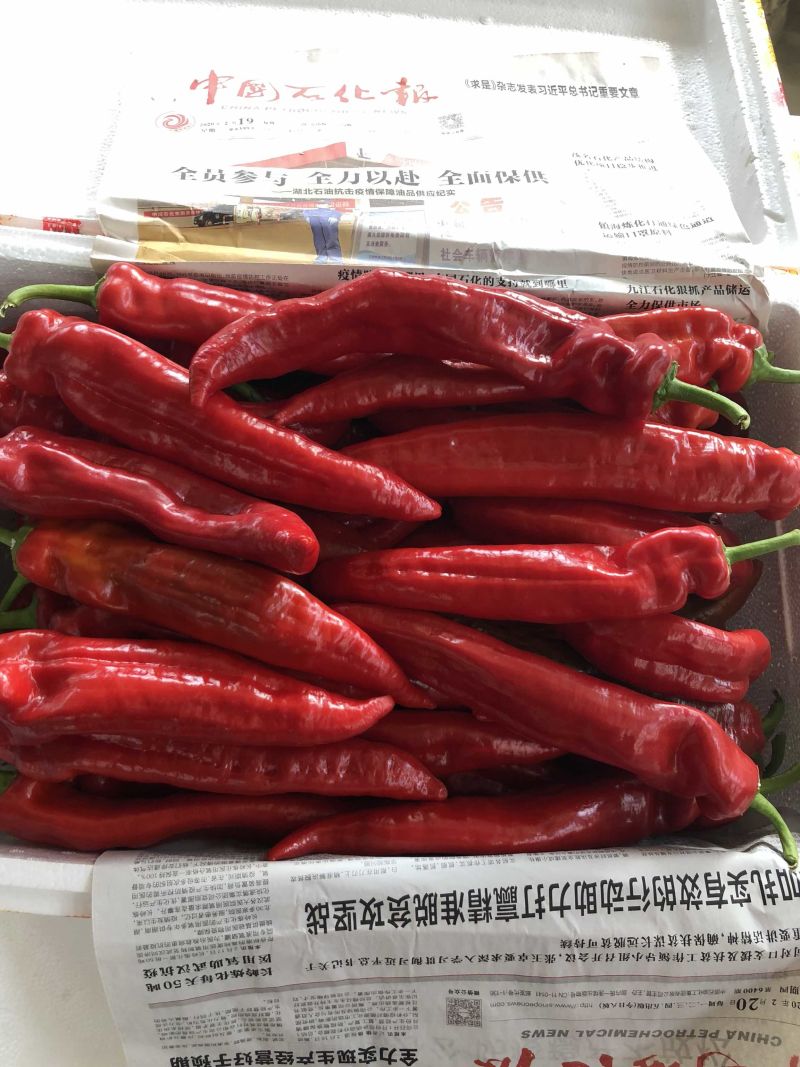 【实力】精品优质红辣椒色泽鲜艳辣度高质量好欢迎咨询