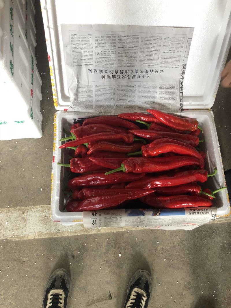 【实力】精品优质红辣椒色泽鲜艳辣度高质量好欢迎咨询