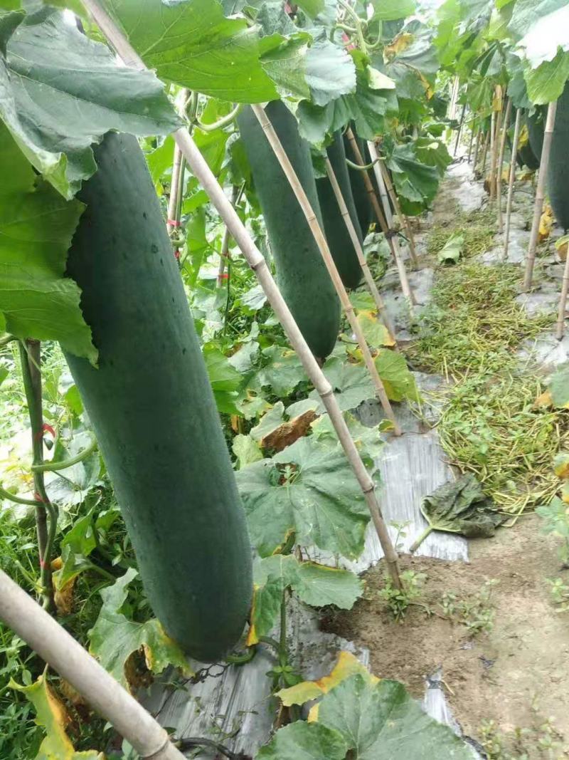 基地直发，黑皮吊冬瓜20斤以上，价格优惠，质量保证