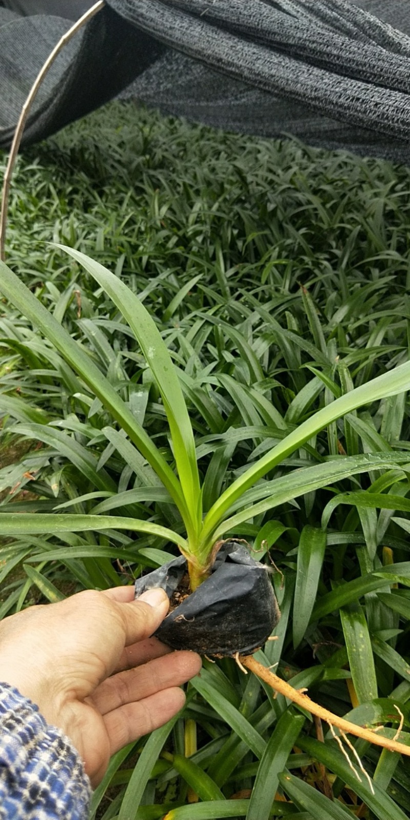 漳州市漳浦县汇景轩园林大量供应精品小杯蜘蛛兰