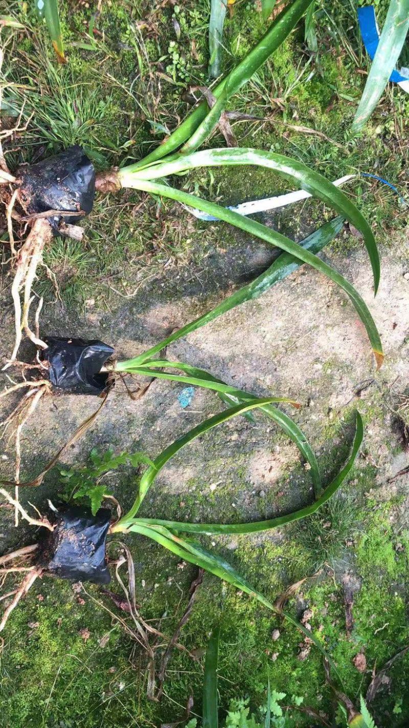 漳州市漳浦县汇景轩园林大量供应精品小杯蜘蛛兰