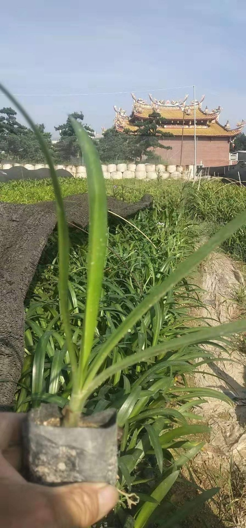 漳州市漳浦县汇景轩园林大量供应精品小杯蜘蛛兰