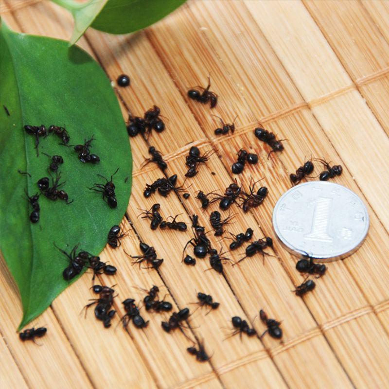 东北野生蚂蚁黑蚂蚁干可打粉泡酒中药材拟黑多刺蚁
