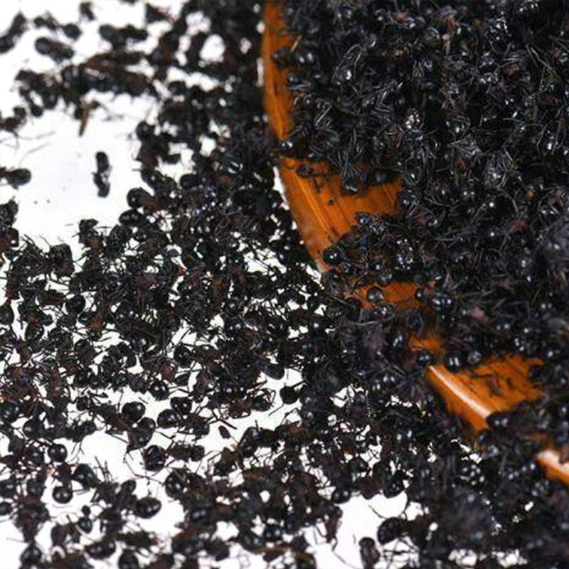 东北野生蚂蚁黑蚂蚁干可打粉泡酒中药材拟黑多刺蚁