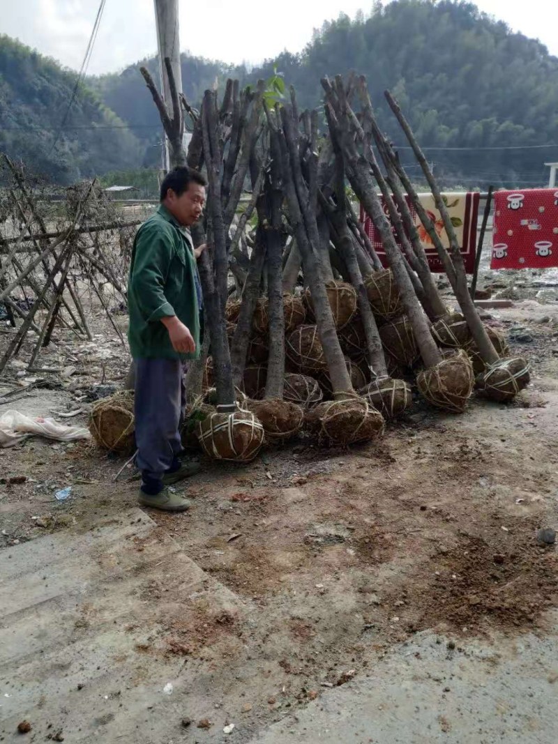 亏本处理征收拆迁赔偿占地桂花树金桂工程绿植桂花树苗