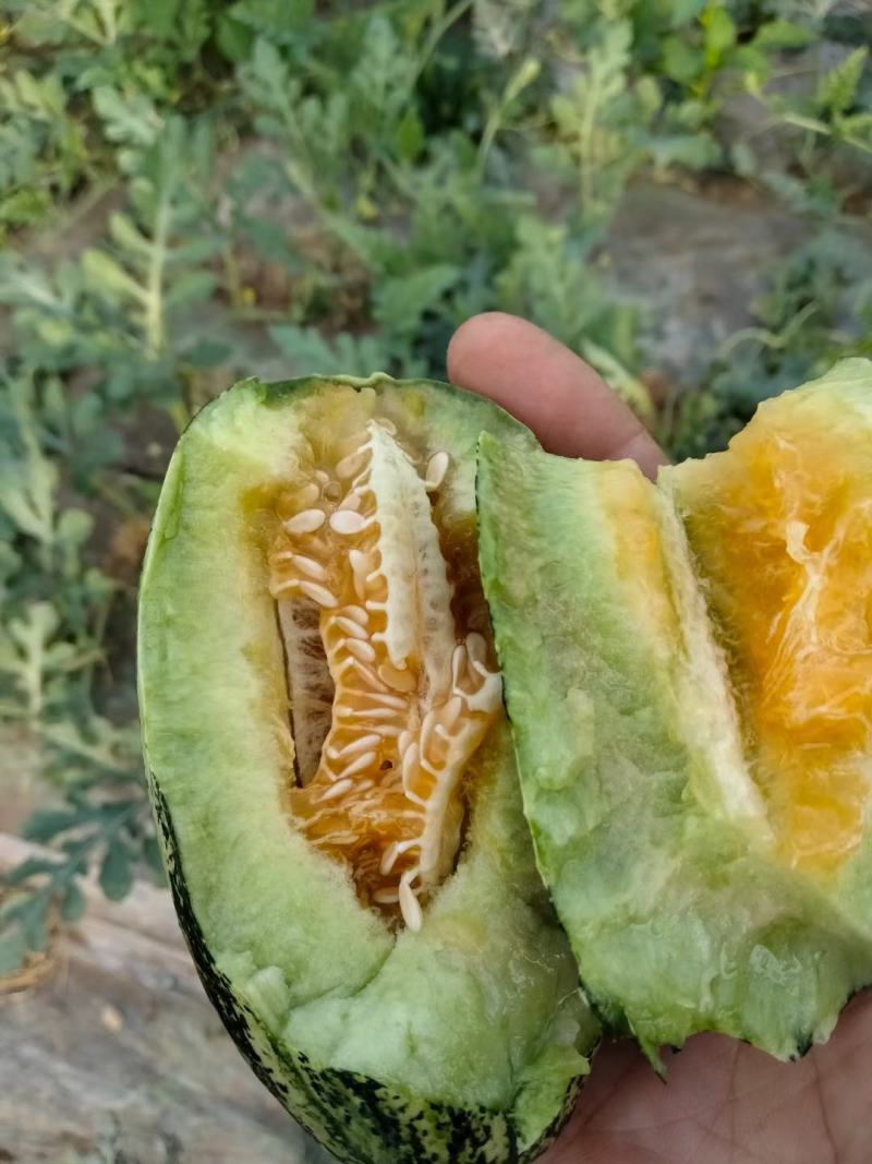 博洋甜瓜家乡特产，产地直供，大量有货大量接单，大量供应