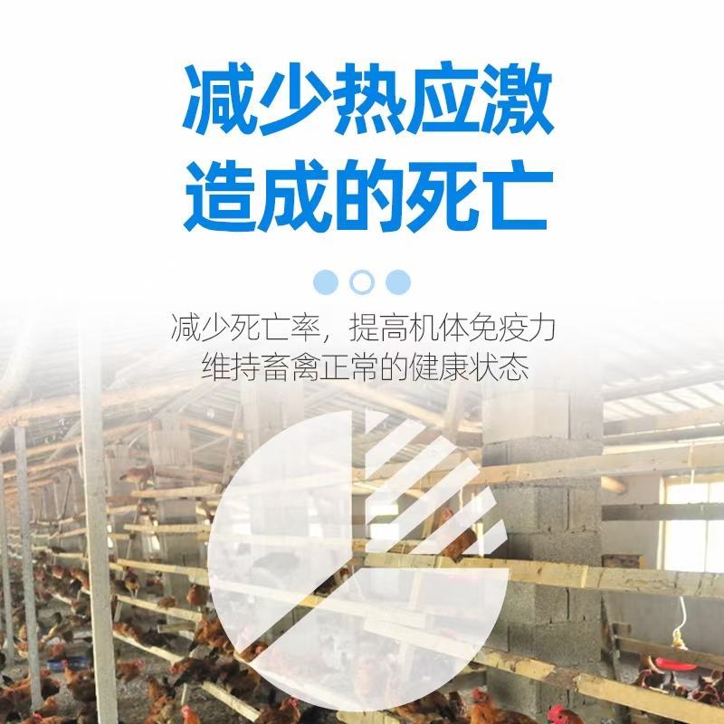 家禽家畜夏天炎热怕中暑怎么办？用凉夏vc可拌料可饮水