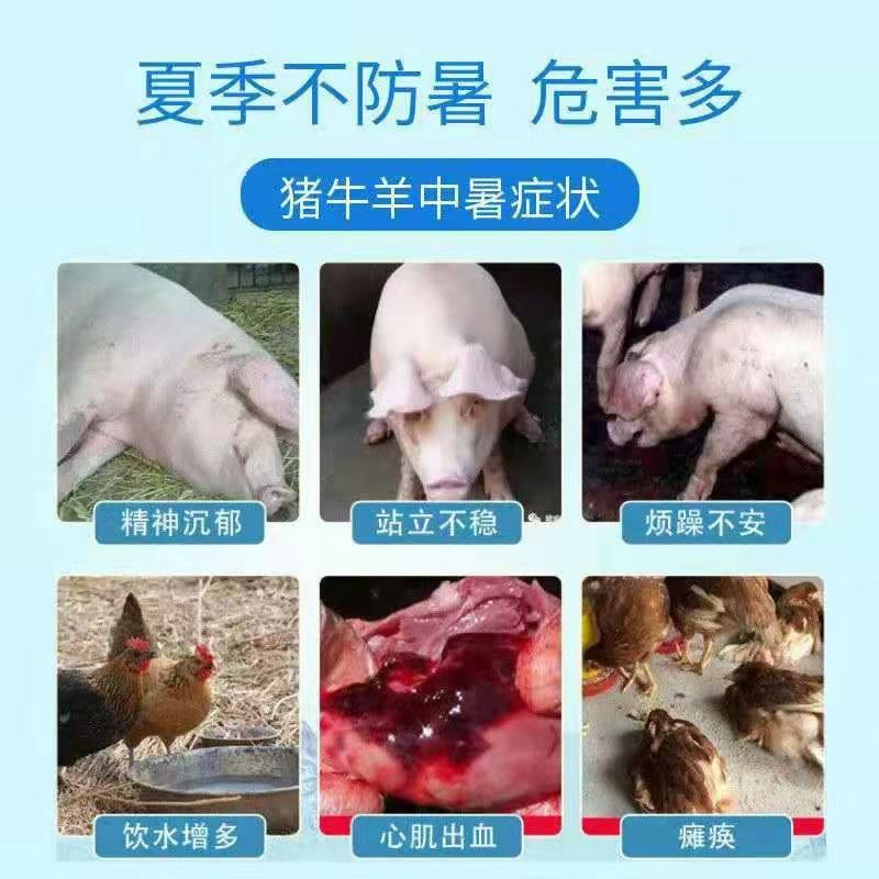 家禽家畜夏天炎热怕中暑怎么办？用凉夏vc可拌料可饮水
