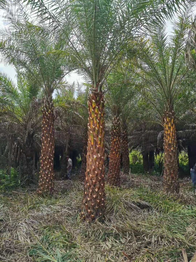 漳州市漳浦县汇景轩园林供应大量精品各种规格地苗中东海枣