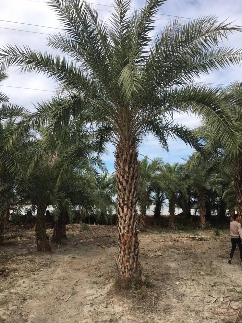 漳州市漳浦县汇景轩园林供应大量精品各种规格地苗中东海枣
