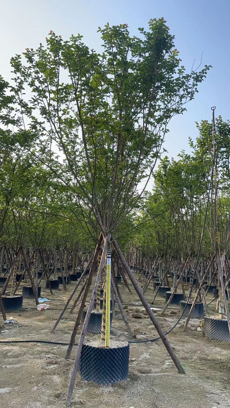 漳州市漳浦县汇景轩园林供应单杆丛生精品小叶紫薇