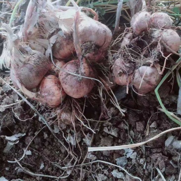 中药材种植藏红花种球基地一手货源。回收花丝种球