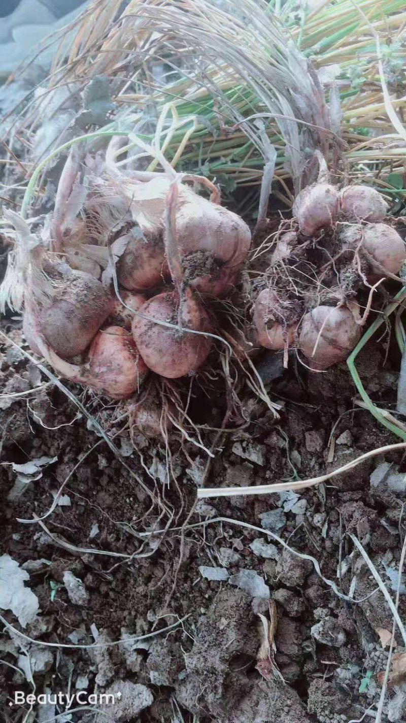 中药材种植藏红花种球基地一手货源。回收花丝种球