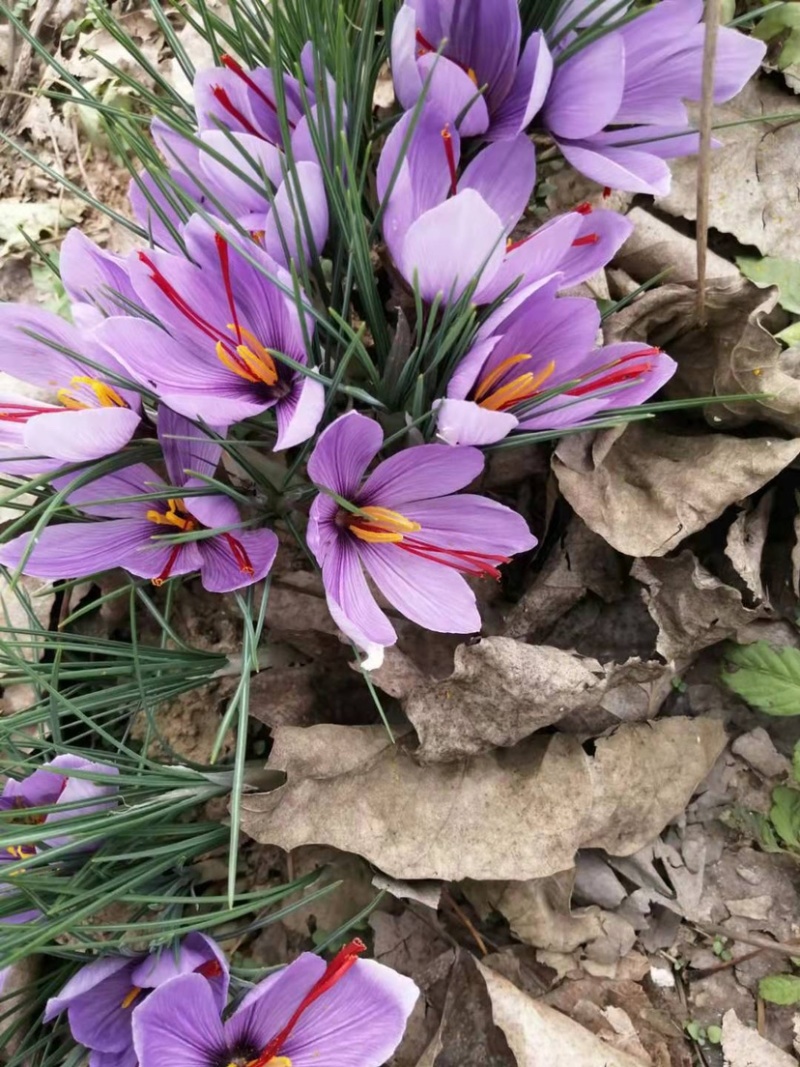 中药材种植藏红花种球基地一手货源。回收花丝种球