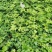 黄连种子出售