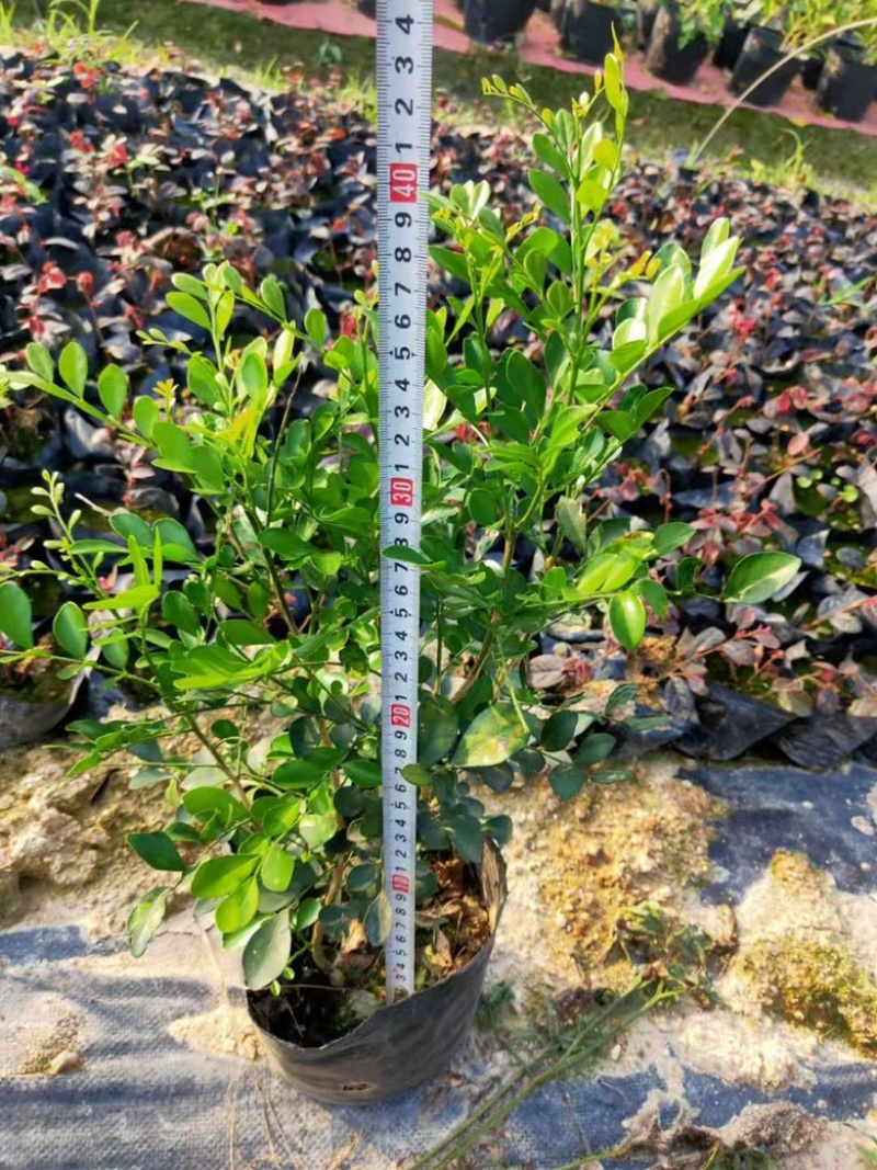 漳州市漳浦县汇景轩园林大量供应大小杯九里香