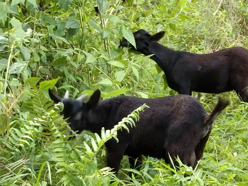海南保亭本地东山羊，肉质鲜美，品质可靠，大羊乳羊均卖