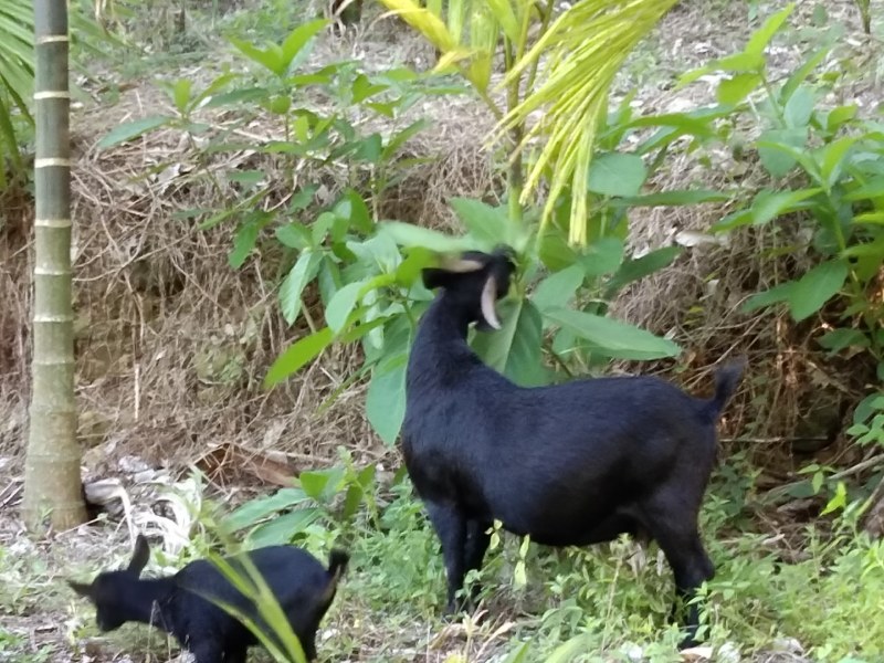 海南保亭本地东山羊，肉质鲜美，品质可靠，大羊乳羊均卖