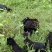 海南保亭本地东山羊，肉质鲜美，品质可靠，大羊乳羊均卖
