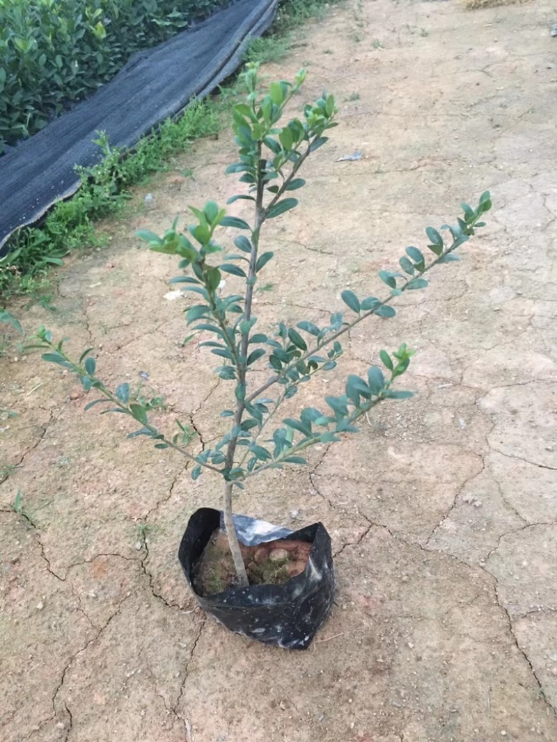漳州市漳浦县汇景轩园林大量供应精品大小杯龟甲冬青
