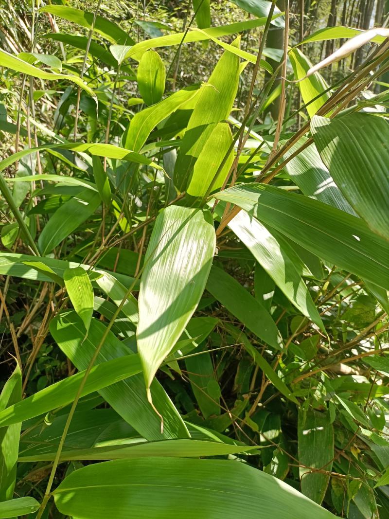 粽叶，新鲜粽子叶，箬竹叶，正宗粽叶，深山野粽叶，，