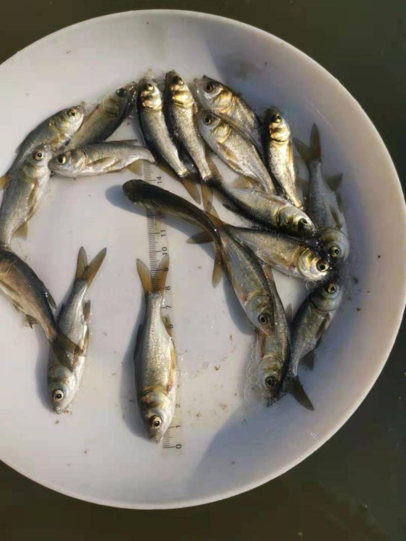 花鲢苗，公司专业人员养殖花鲢鱼苗，需要迅速联系。