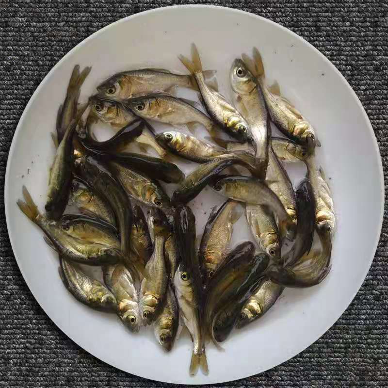 花鲢苗，公司专业人员养殖花鲢鱼苗，需要迅速联系。