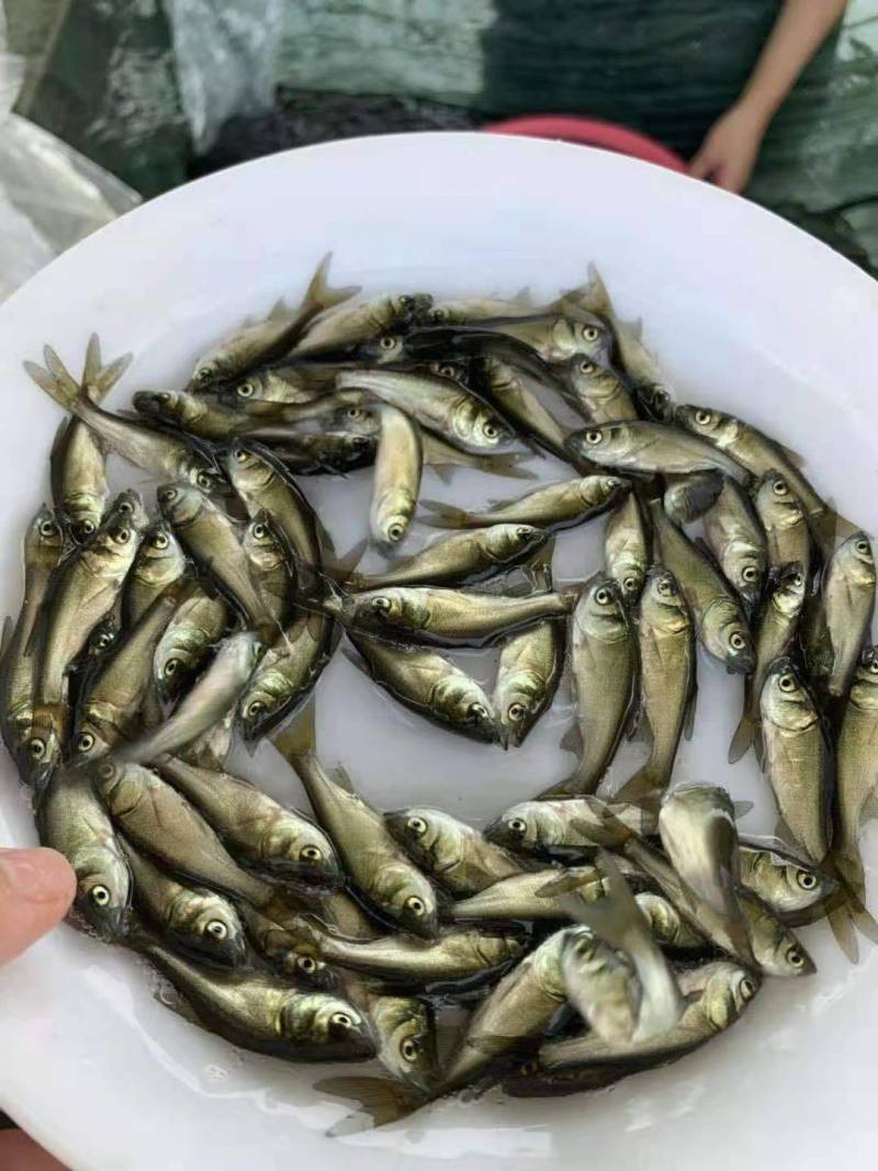 花鲢苗，公司专业人员养殖花鲢鱼苗，需要迅速联系。