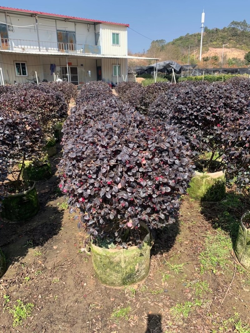 漳州市漳浦县汇景轩园林大量供应精品红花继木球