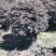 漳州市漳浦县汇景轩园林大量供应精品红花继木球