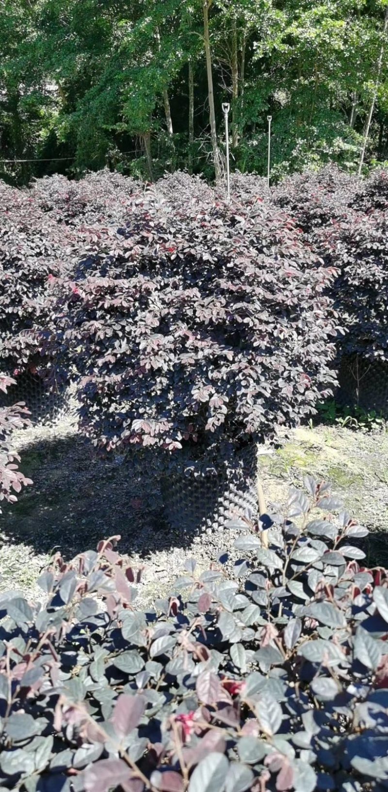漳州市漳浦县汇景轩园林大量供应精品红花继木球