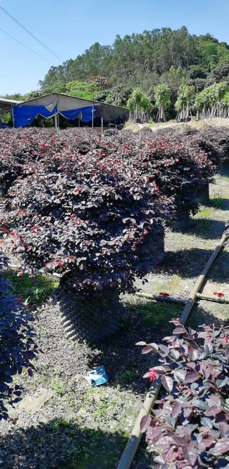 漳州市漳浦县汇景轩园林大量供应精品红花继木球