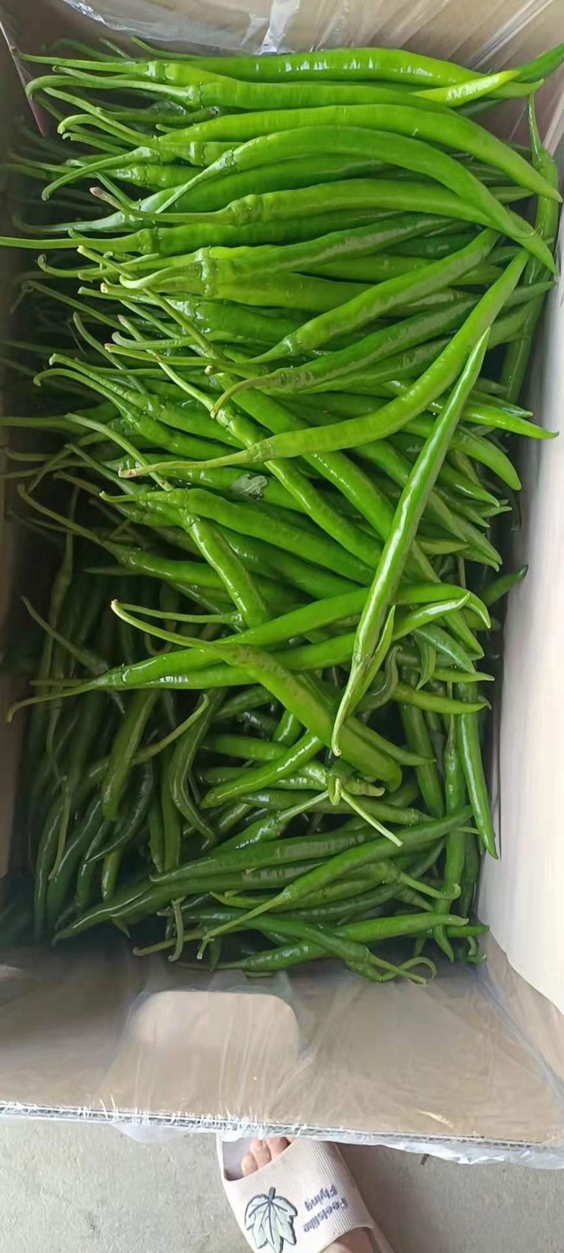 精品8号线椒大量上市各种辣椒都有需要货的老板联系我！