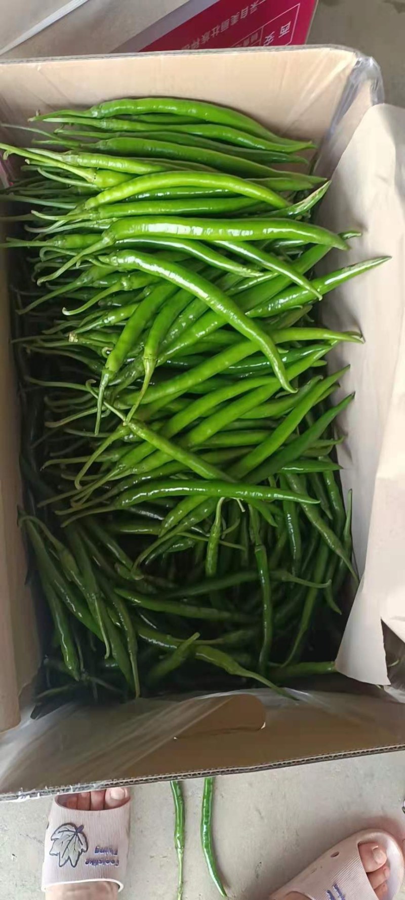 精品8号线椒大量上市各种辣椒都有需要货的老板联系我！