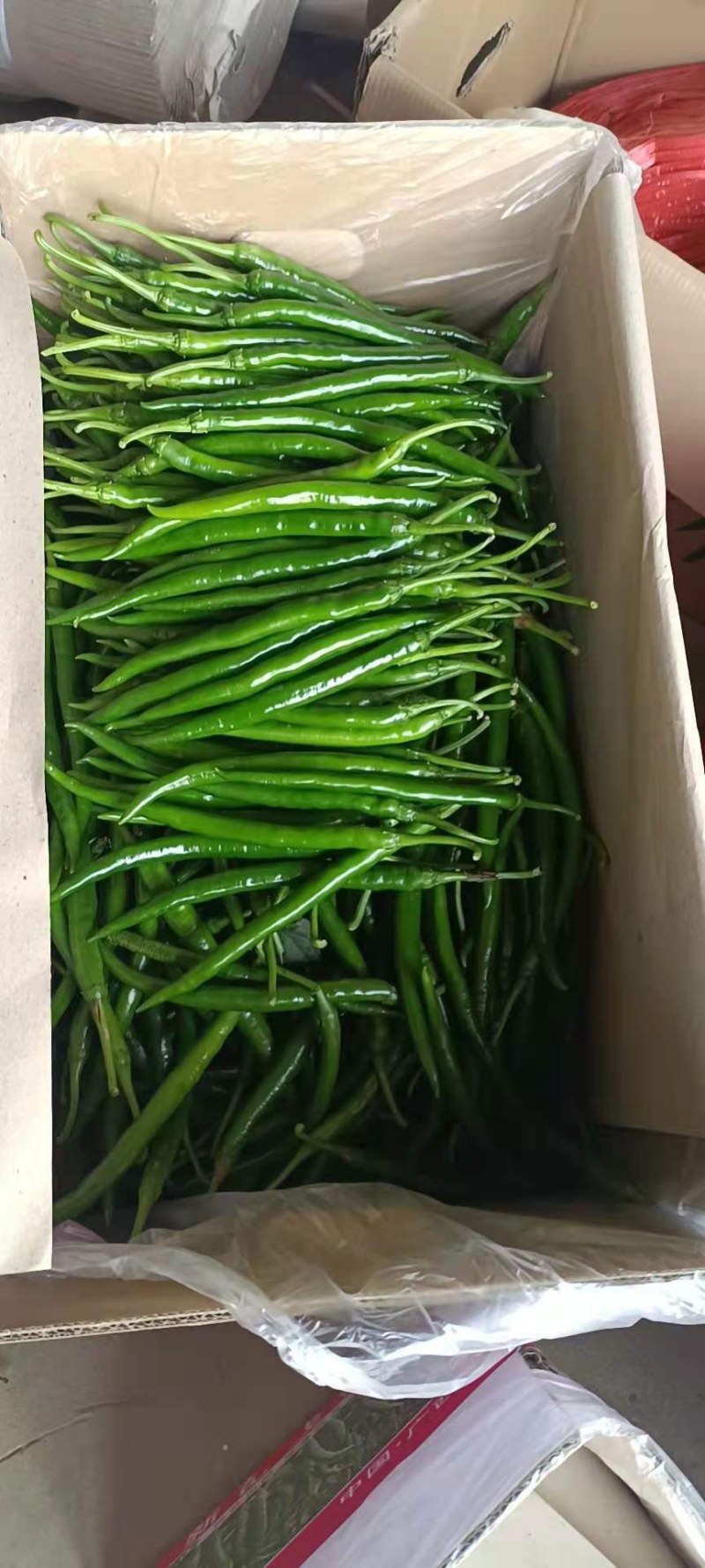 精品8号线椒大量上市各种辣椒都有需要货的老板联系我！