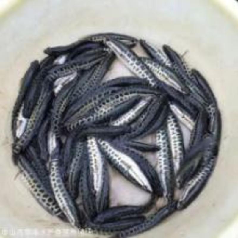 黑鱼苗，公司专业人员养殖黑鱼苗，需要迅速联系。