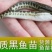 黑鱼苗，公司专业人员养殖黑鱼苗，需要迅速联系。