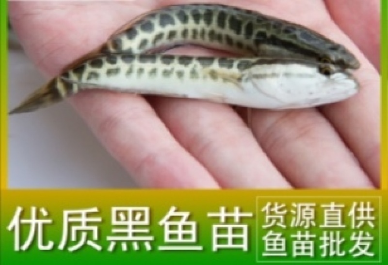 黑鱼苗，公司专业人员养殖黑鱼苗，需要迅速联系。