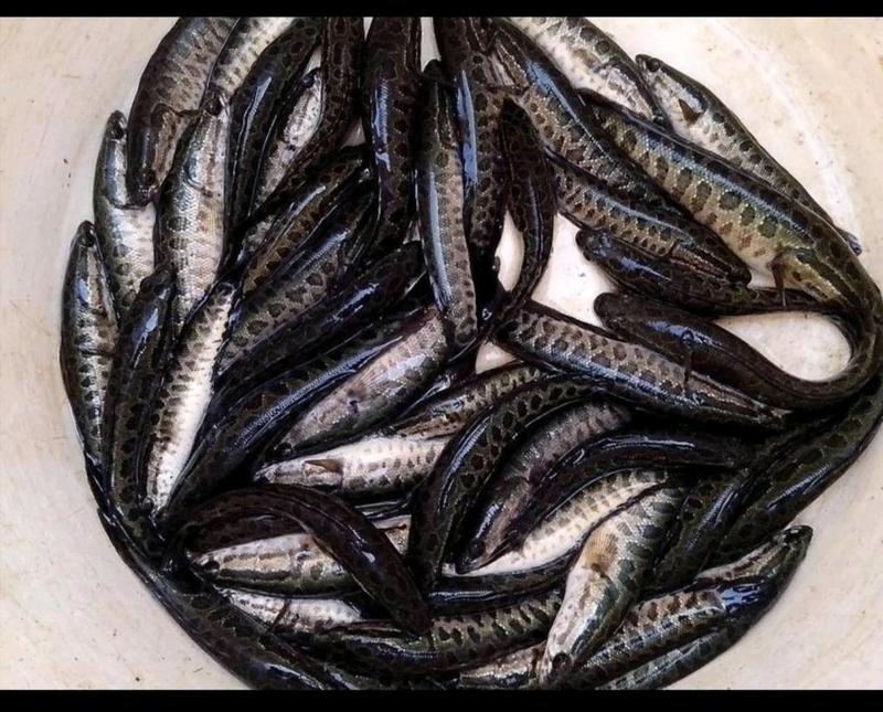 黑鱼苗，公司专业人员养殖黑鱼苗，需要迅速联系。