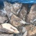 深海蝶鱼头鸦片鱼头海鱼头带保护冰鲽鱼头比目鱼鱼头鸦片鱼