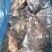 深海蝶鱼头鸦片鱼头海鱼头带保护冰鲽鱼头比目鱼鱼头鸦片鱼